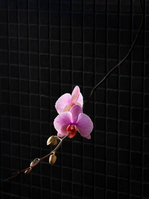 photograph by Henri Davies